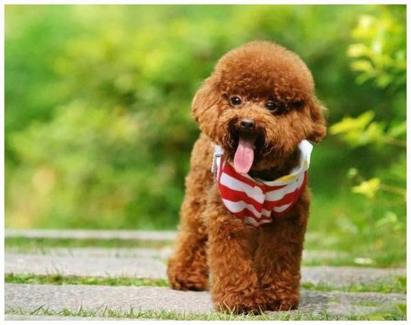 小泰迪有点儿感冒怎么办 小泰迪有点儿感冒怎么办