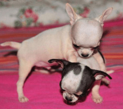 ���ܡ���ϲ�����鷳����5��С�������˼������Ծ��첻�µز�����