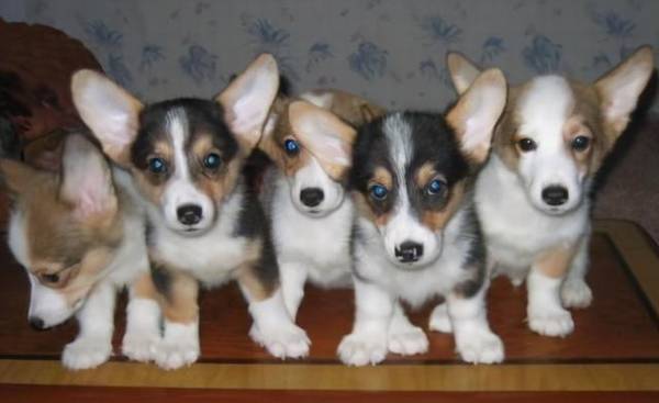 ���Ǵ��֡��»��͡��������»�����ʲô��ͬ��