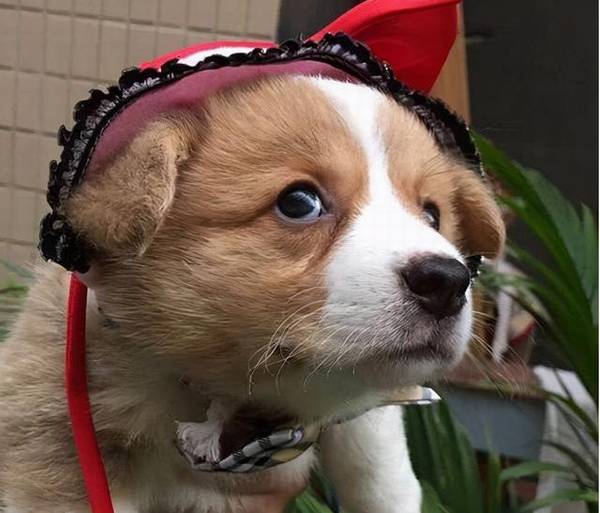 “非纯种”柯基和“串串”柯基,有什么不同? “非纯种”柯基和“串串”柯基,有什么不同?