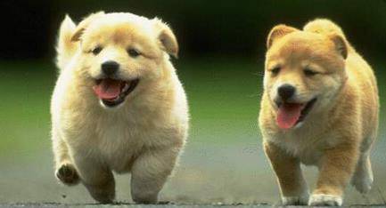 买狗的情况下多说4句话,不会被坑,也不会曝露你的原意 买狗的情况下多说4句话,不会被坑,也不会曝露你的原意