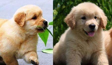 养宠物经验很少的初学者怎么快速挑选纯种金毛幼犬 养宠物经验很少的初学者怎么快速挑选纯种金毛幼犬