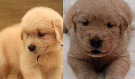 养宠物经验很少的初学者怎么快速挑选纯种金毛幼犬 养宠物经验很少的初学者怎么快速挑选纯种金毛幼犬