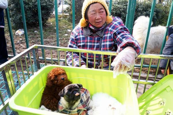 看泰迪这6个地区,就能挑到最好是的那只 看泰迪这6个地区,就能挑到最好是的那只