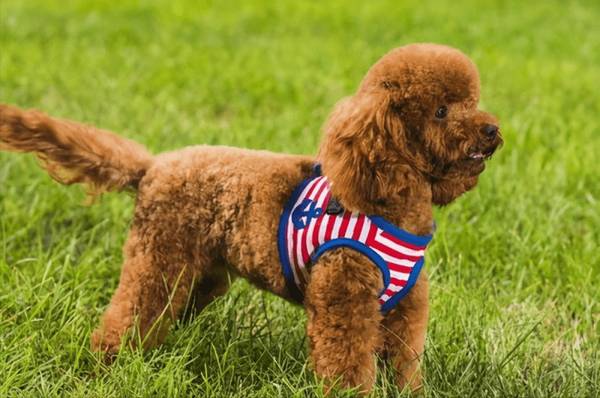 看泰迪这6个地区,就能挑到最好是的那只 看泰迪这6个地区,就能挑到最好是的那只