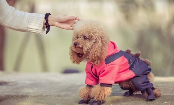 看泰迪这6个地区,就能挑到最好是的那只 看泰迪这6个地区,就能挑到最好是的那只