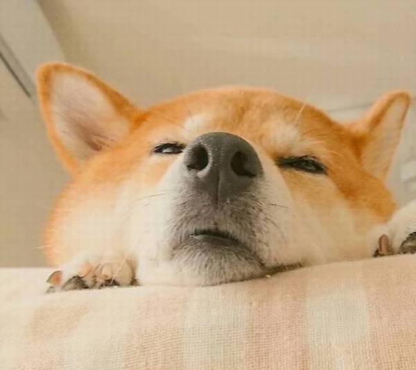 怎么才能购买到纯血统柴犬?必须留意什么? 怎么才能购买到纯血统柴犬?必须留意什么?