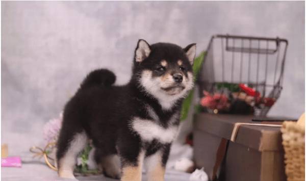 教你怎样选择一只出色的柴犬幼狗! 教你怎样选择一只出色的柴犬幼狗!