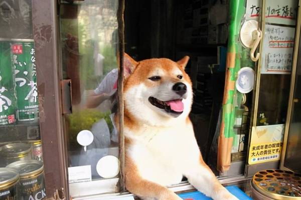 怎么才能购买到纯血统柴犬?必须留意什么? 怎么才能购买到纯血统柴犬?必须留意什么?