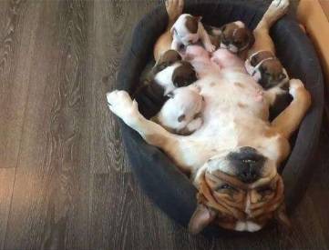 狗子生了崽以后,新添了咬手的问题!这一锅才不应当狗子背! 狗子生了崽以后,新添了咬手的问题!这一锅才不应当狗子背!