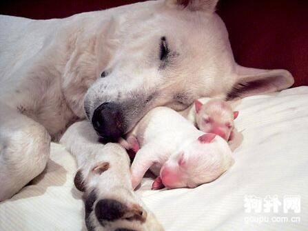 ����������Ҫ��