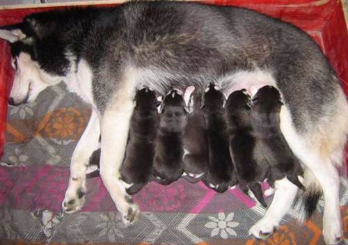 犬生完孩子钙的缺失怎么会喘,为何母犬生完孩子钙的缺失会喘 犬生完孩子钙的缺失怎么会喘,为何母犬生完孩子钙的缺失会喘