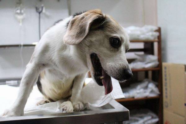 狗狗做了刨腹产,不然顺带做个绝育吧,当心因小失大呀 狗狗做了刨腹产,不然顺带做个绝育吧,当心因小失大呀