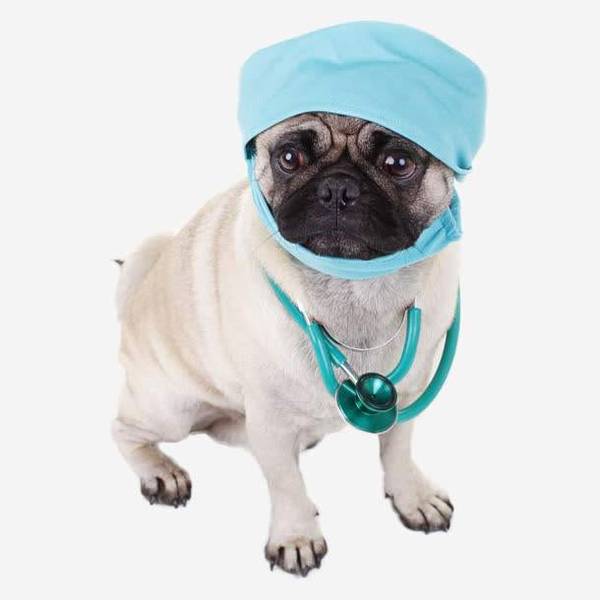 狗狗做了刨腹产,不然顺带做个绝育吧,当心因小失大呀 狗狗做了刨腹产,不然顺带做个绝育吧,当心因小失大呀