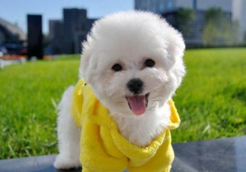 狗狗打过钙针一直叫,狗狗必须打钙针吗 狗狗打过钙针一直叫,狗狗必须打钙针吗