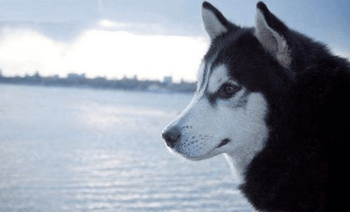 哈士奇绝育之后乖点吗,哈士奇绝育后还会叫吗 哈士奇绝育之后乖点吗,哈士奇绝育后还会叫吗