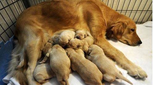 产后狗狗补钙最好是的方式是啥 产后狗狗补钙最好是的方式是啥