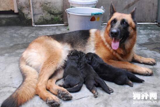 ������ǰ���׼�����������