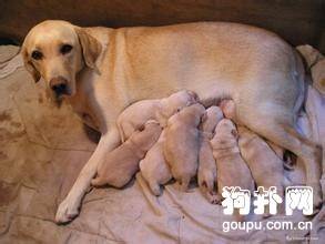 为产后的狗狗准备干净整洁的狗窝 为产后的狗狗准备干净整洁的狗窝