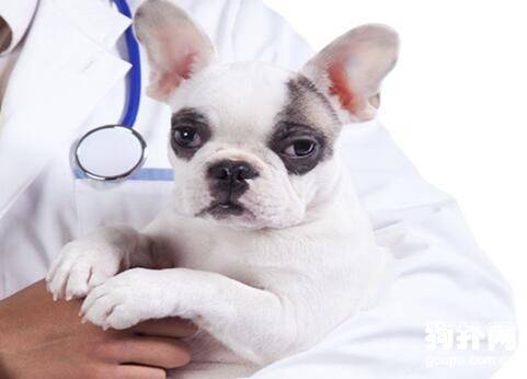 狗狗乳腺炎的症状以及治疗方法 狗狗乳腺炎的症状以及治疗方法