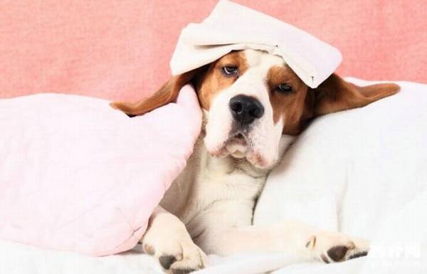 狗狗绝育后注意事项,狗狗绝育好不好 狗狗绝育后注意事项,狗狗绝育好不好