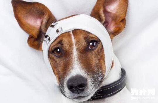 狗狗发情怎么办?怎样应对发情期的狗狗? 狗狗发情怎么办?怎样应对发情期的狗狗?