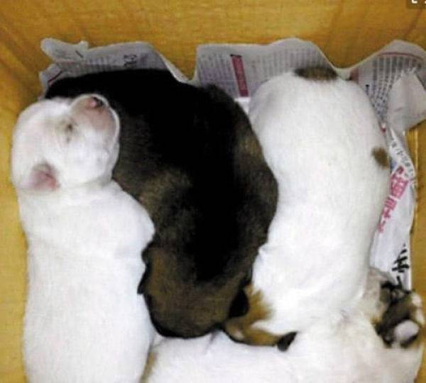 ��ͬ�ѵ�С���ܹ��������������˱����̡������ǳ�̬����