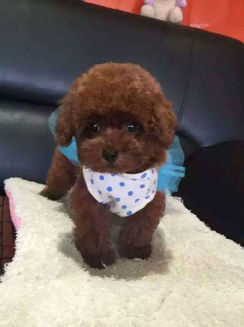 С̩��һ�����ܹ�ƥ��?̩��Ȯ���ɽ���