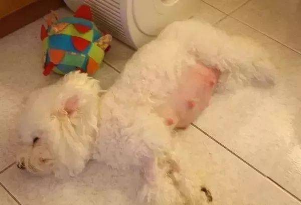 狗狗临产前的这种反映,铲屎官们一定要警醒了! 狗狗临产前的这种反映,铲屎官们一定要警醒了!