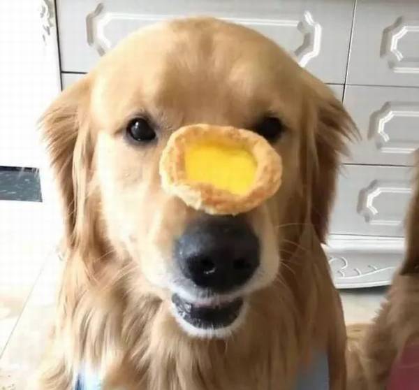 狗狗临产前的这种反映,铲屎官们一定要警醒了! 狗狗临产前的这种反映,铲屎官们一定要警醒了!