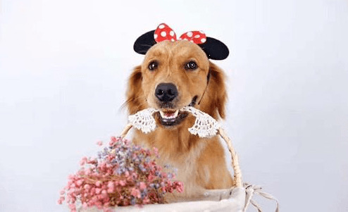 金毛经期叫个不停,金毛经期叫得利害 金毛经期叫个不停,金毛经期叫得利害