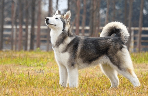 ���ڵĽ�ë���Ƴ�ʲô�ã����ڽ�ë��ô����