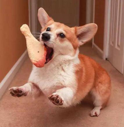 在狗狗怀孕期内,大家应当如何照料? 在狗狗怀孕期内,大家应当如何照料?