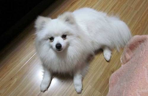 孕期小狗食欲不振不断多长时间 孕期小狗食欲不振不断多长时间