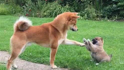 ������������Щʳ����������˾������ԣ�