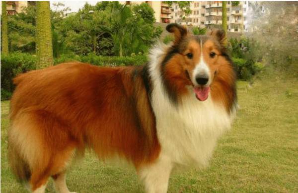 狗狗假孕是什么症状?狗狗假孕如何治疗? 狗狗假孕是什么症状?狗狗假孕如何治疗?