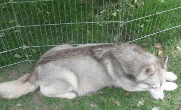 孕期的哈士奇如何医护? 孕期的哈士奇如何医护?