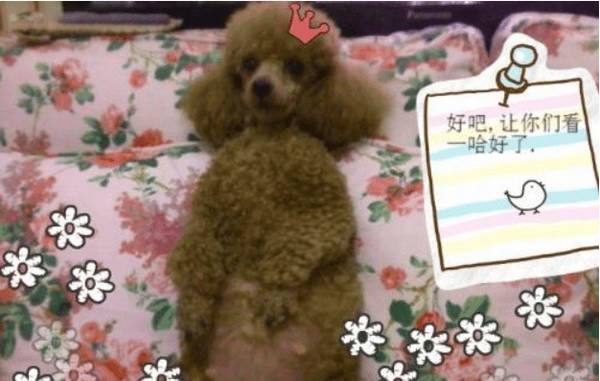 秋天宠物孕期,该从什么营养层面给予填补? 秋天宠物孕期,该从什么营养层面给予填补?