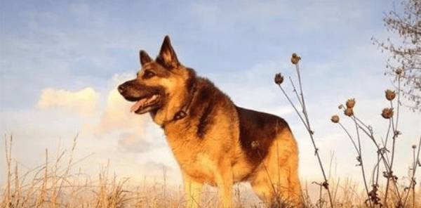 当狗狗怀孕了,奉劝请别做这种事,以防造成 狗狗流产! 当狗狗怀孕了,奉劝请别做这种事,以防造成 狗狗流产!