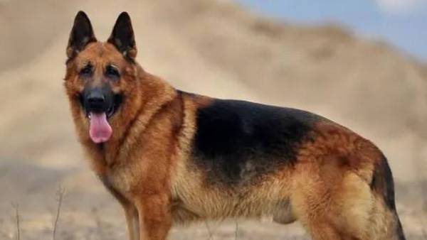 适合男生养的狗狗有什么?看看这七种 适合男生养的狗狗有什么?看看这七种