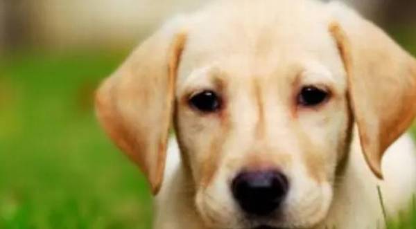 适合男生养的狗狗有什么?看看这七种 适合男生养的狗狗有什么?看看这七种