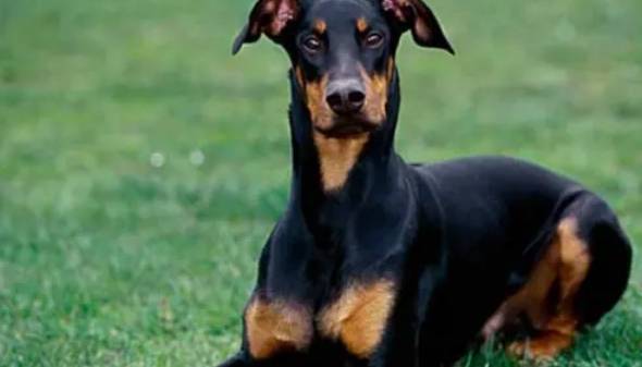 适合男生养的狗狗有什么?看看这七种 适合男生养的狗狗有什么?看看这七种