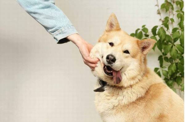 狗狗肉垫不一样样子会是什么性格呢? 狗狗肉垫不一样样子会是什么性格呢?