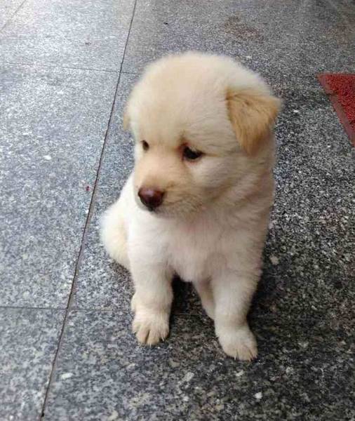 全球最聪明的狗狗,第一名你绝对想不到,第三名看了想打人 全球最聪明的狗狗,第一名你绝对想不到,第三名看了想打人