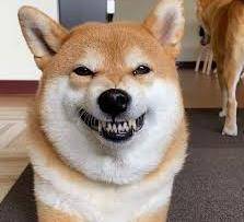 柴犬的形态特征柴犬竟有如此的独特之处 柴犬的形态特征柴犬竟有如此的独特之处