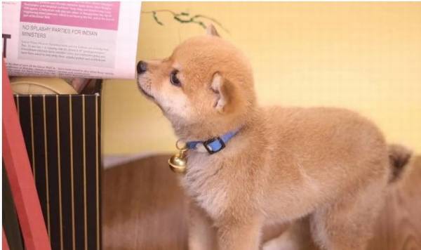 柴犬哪里买啊?哪些地方买柴犬可靠? 柴犬哪里买啊?哪些地方买柴犬可靠?