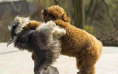 雪纳瑞是什么样的狗狗?优缺点分析,看完你会养吗? 雪纳瑞是什么样的狗狗?优缺点分析,看完你会养吗?