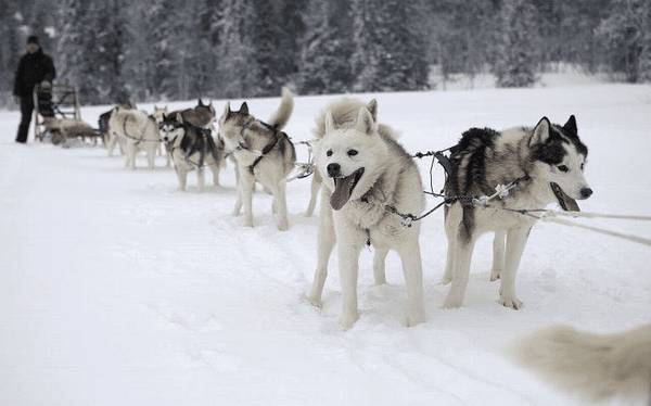 5种最有名气的小狗,最终一种被禁养,看看有你家的狗吗? 5种最有名气的小狗,最终一种被禁养,看看有你家的狗吗?