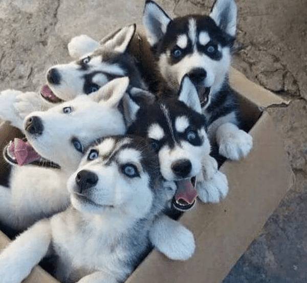 汇总狗界中自带体香的三种狗狗,铲屎官们快来看看,是否有你家的狗狗! 汇总狗界中自带体香的三种狗狗,铲屎官们快来看看,是否有你家的