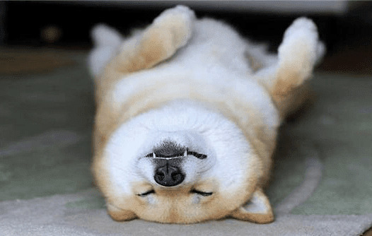 汇总狗界中自带体香的三种狗狗,铲屎官们快来看看,是否有你家的狗狗! 汇总狗界中自带体香的三种狗狗,铲屎官们快来看看,是否有你家的